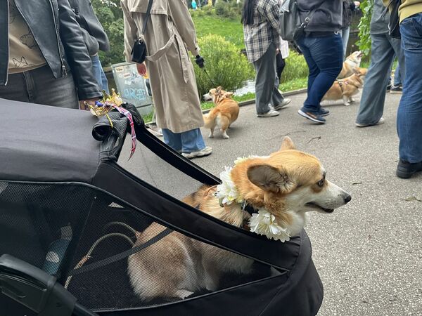 Korgiju pastaiga. Foto: "360 Ziņas"