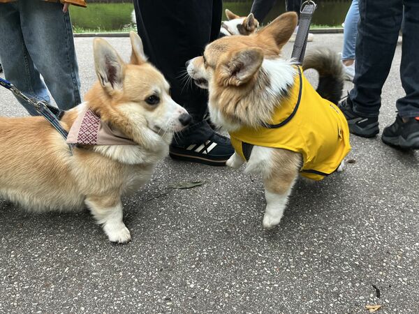 Korgiju pastaiga. Foto: "360 Ziņas"