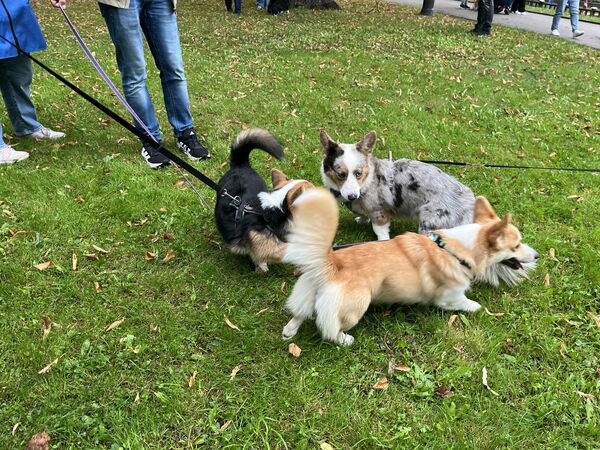 Korgiju pastaiga. Foto: "360 Ziņas"