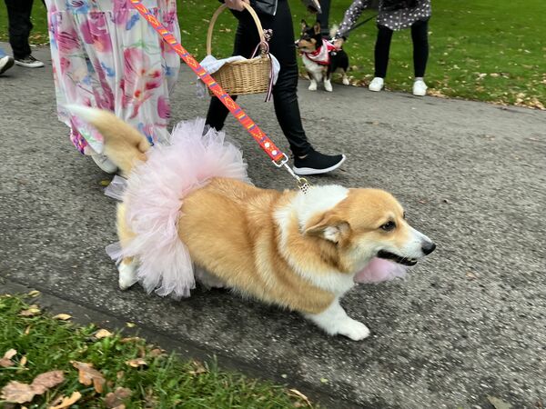 Korgiju pastaiga. Foto: "360 Ziņas"