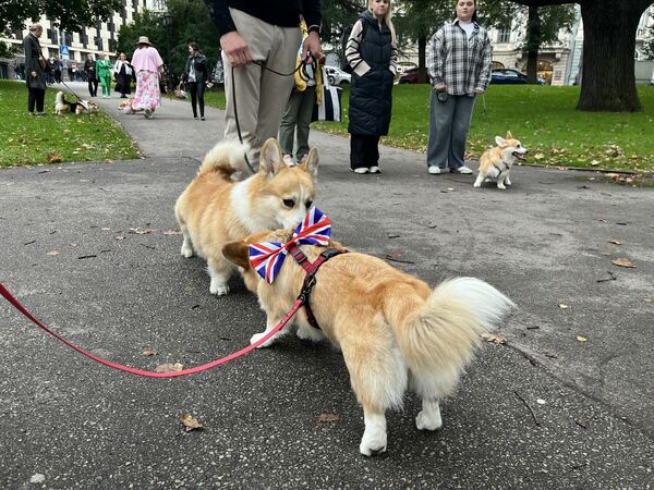 Korgiju pastaiga. Foto: "360 Ziņas"