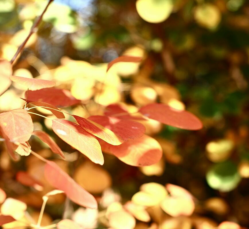 Foto: Pexels