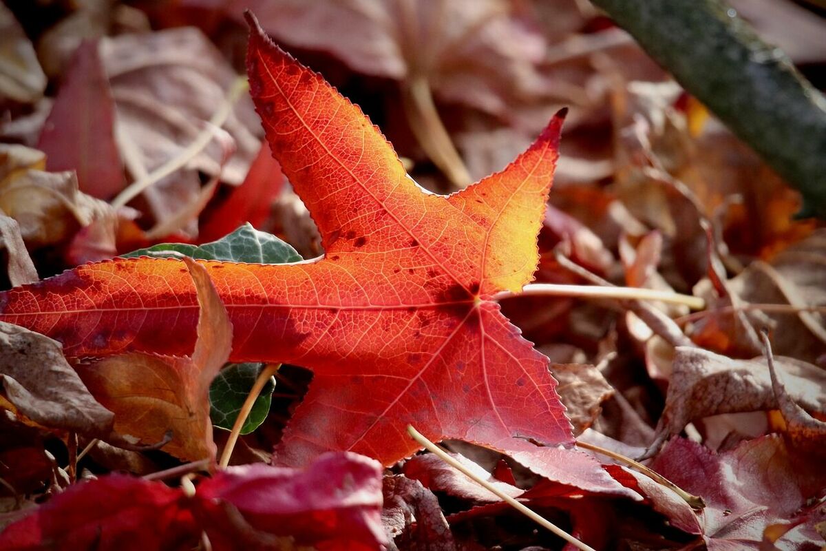Foto: Pixabay