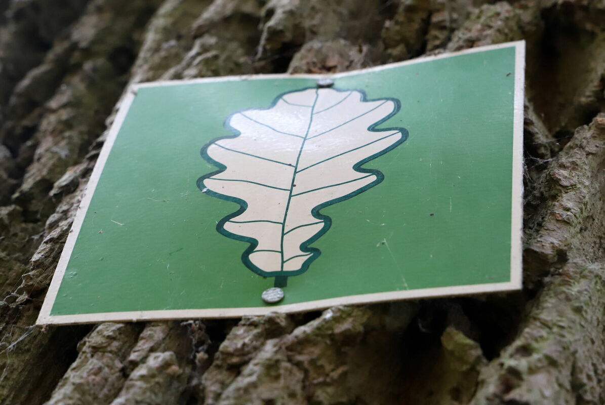 Foto: Līga Gredzena/LETA