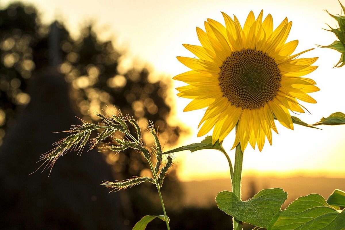 Foto: Pixabay