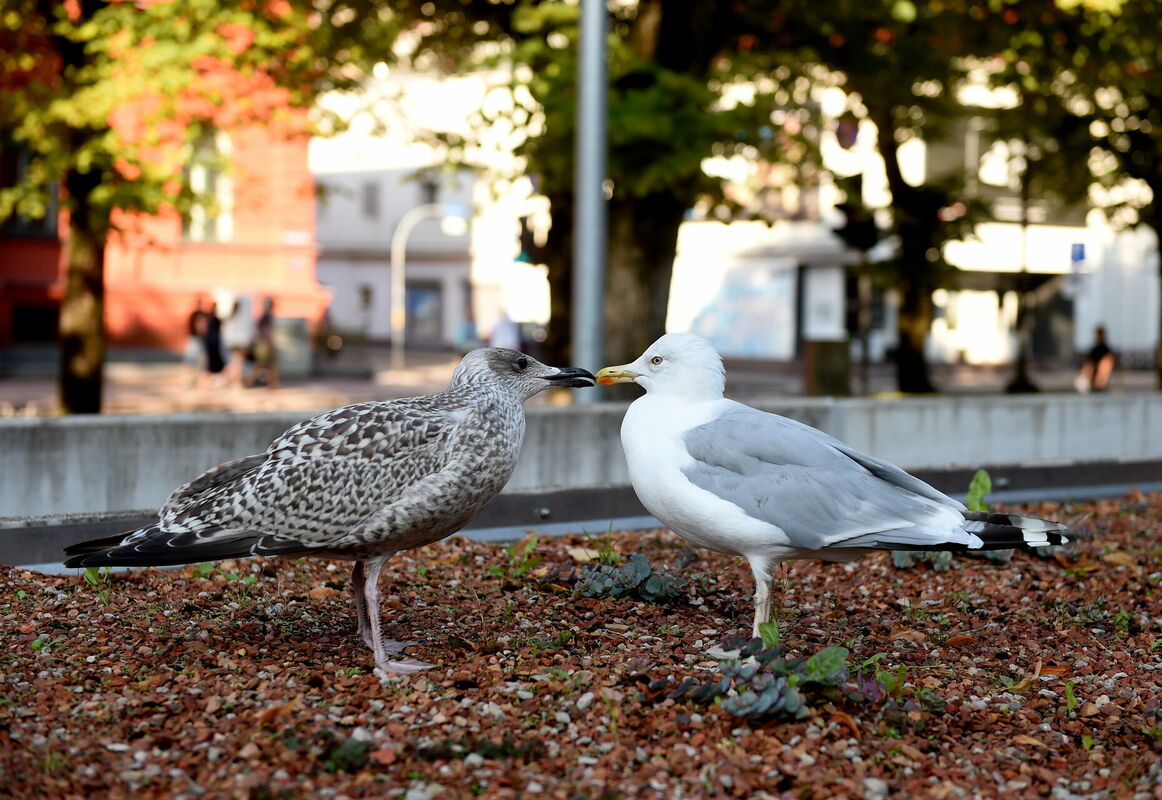 Foto: Zane Bitere/LETA
