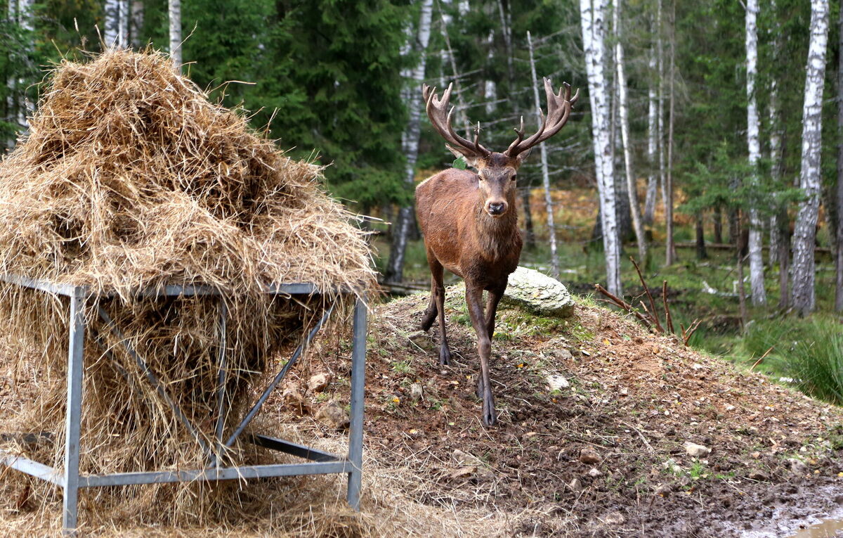 Ilustratīvs attēls. Foto: Paula Čurkste/LETA