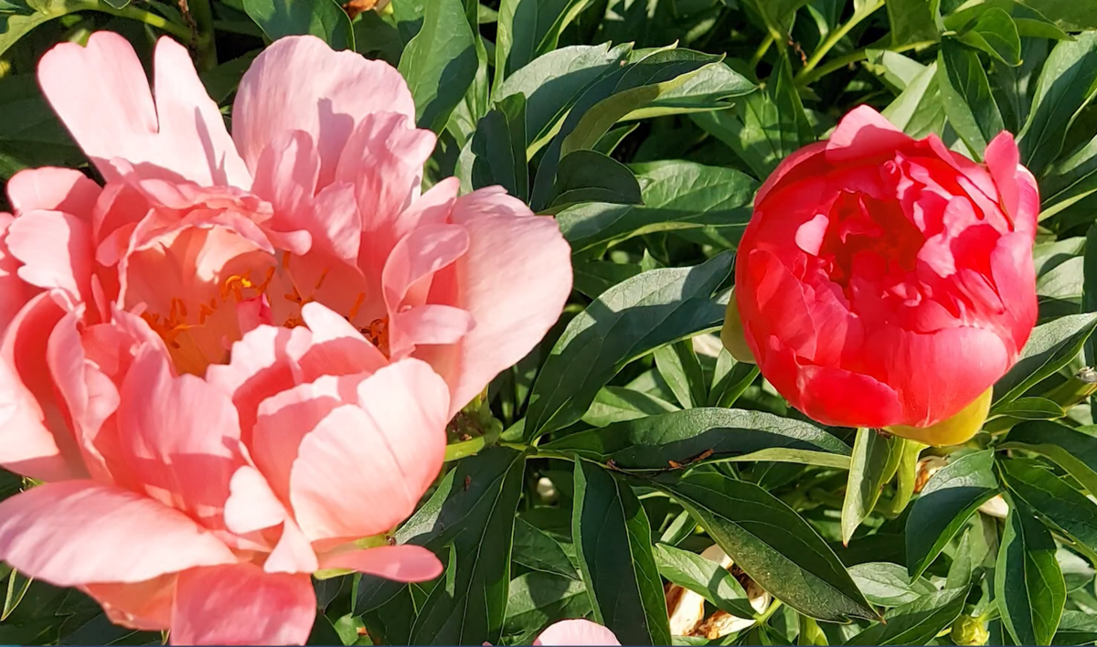 Foto: Ekrānuzņēmums no sižeta