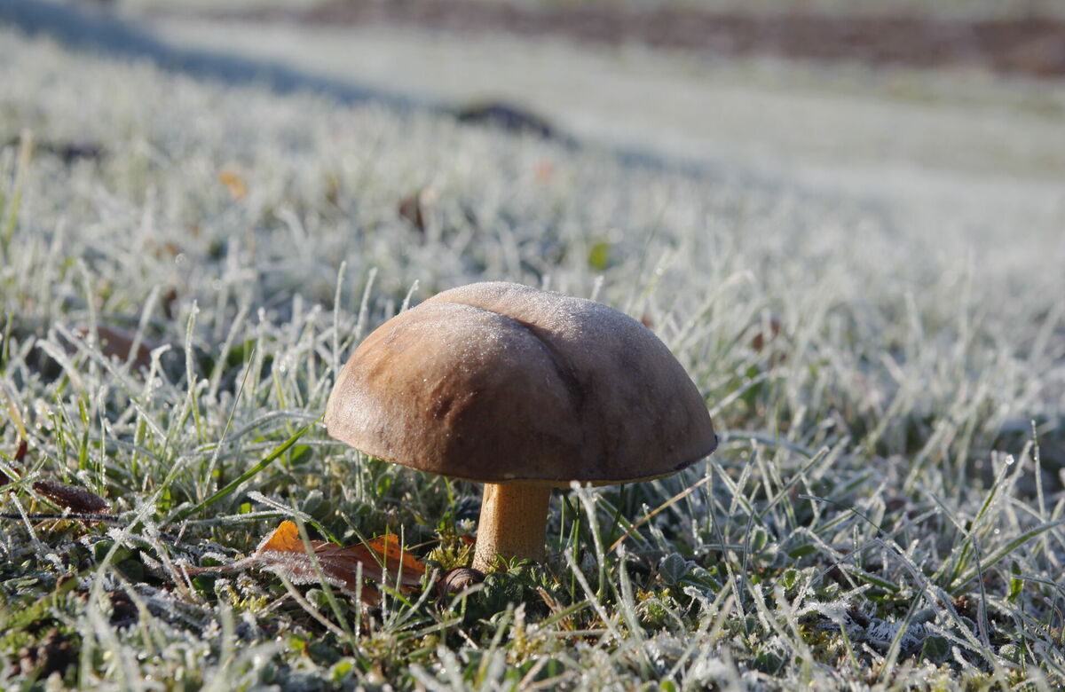Rudens. Foto: LETA