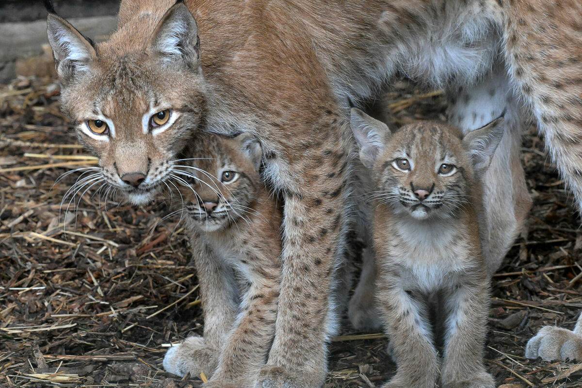 Foto: Māris Lielkalns