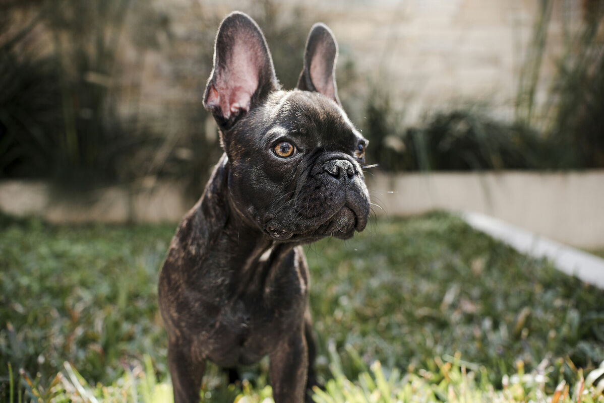 Franču buldogs. Foto: Freepik