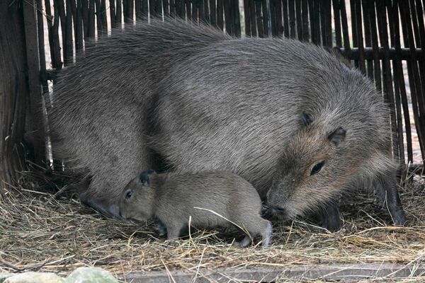 Kapibaras Rīgas Zoo. Foto: Publicitātes attēls