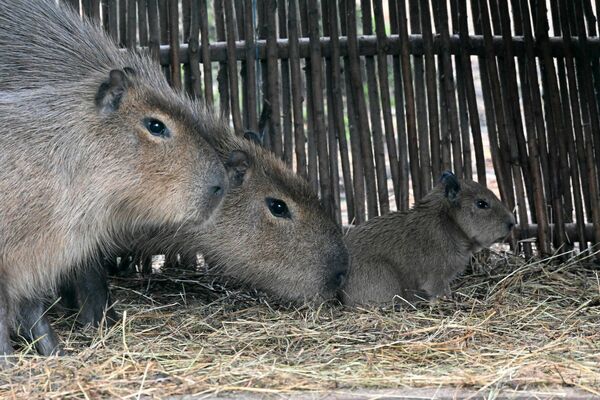 Kapibaras Rīgas Zoo. Foto: Publicitātes attēls