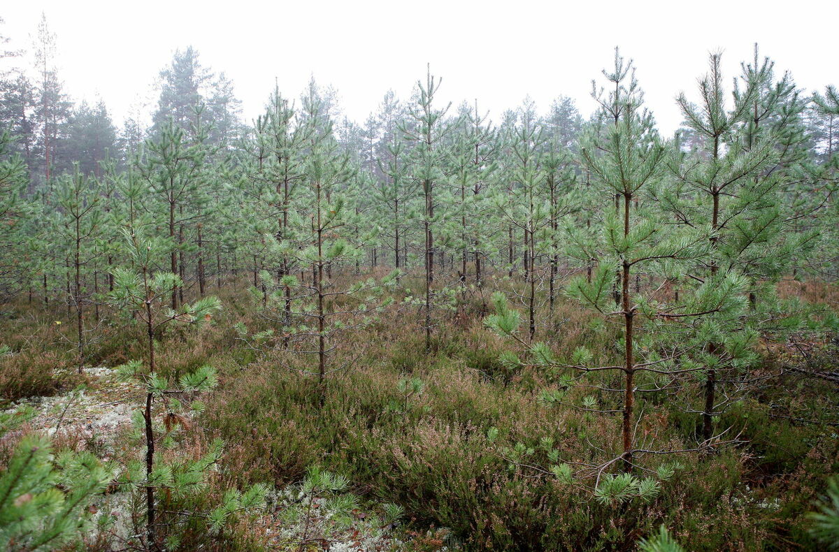 Foto: Evija Trifanova/LETA