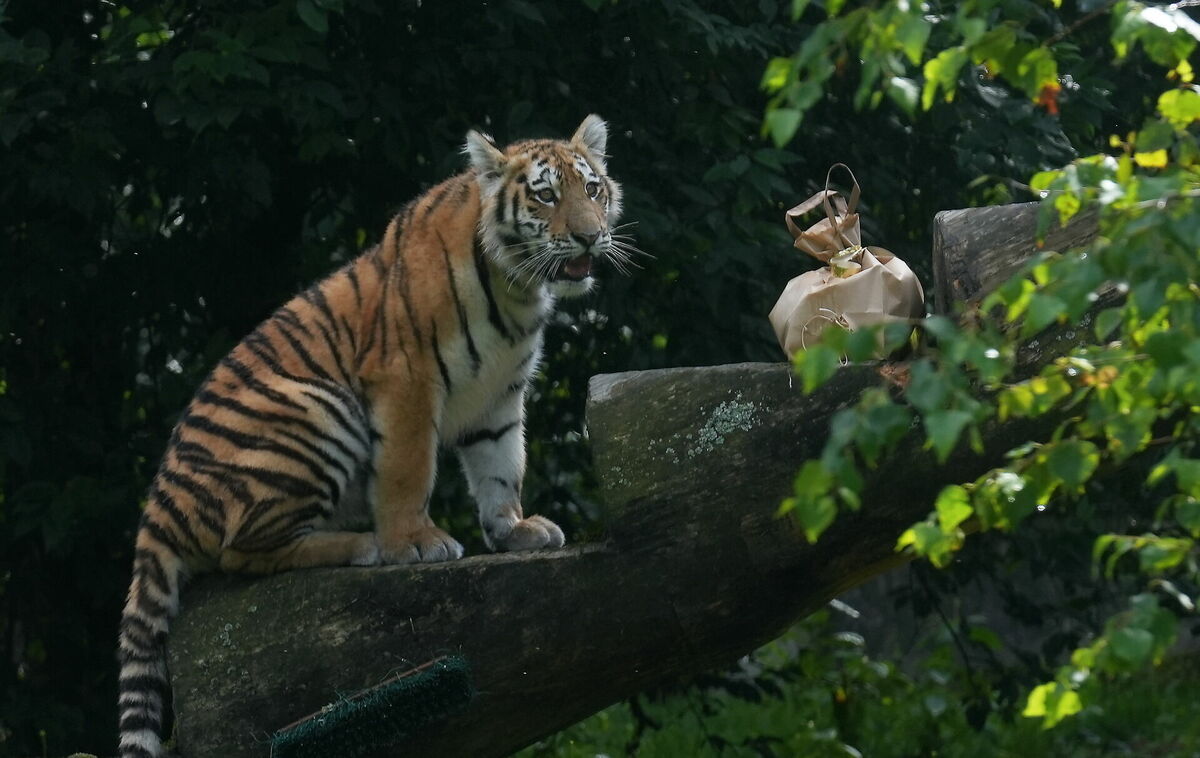 Foto: Evija Trifanova/LETA