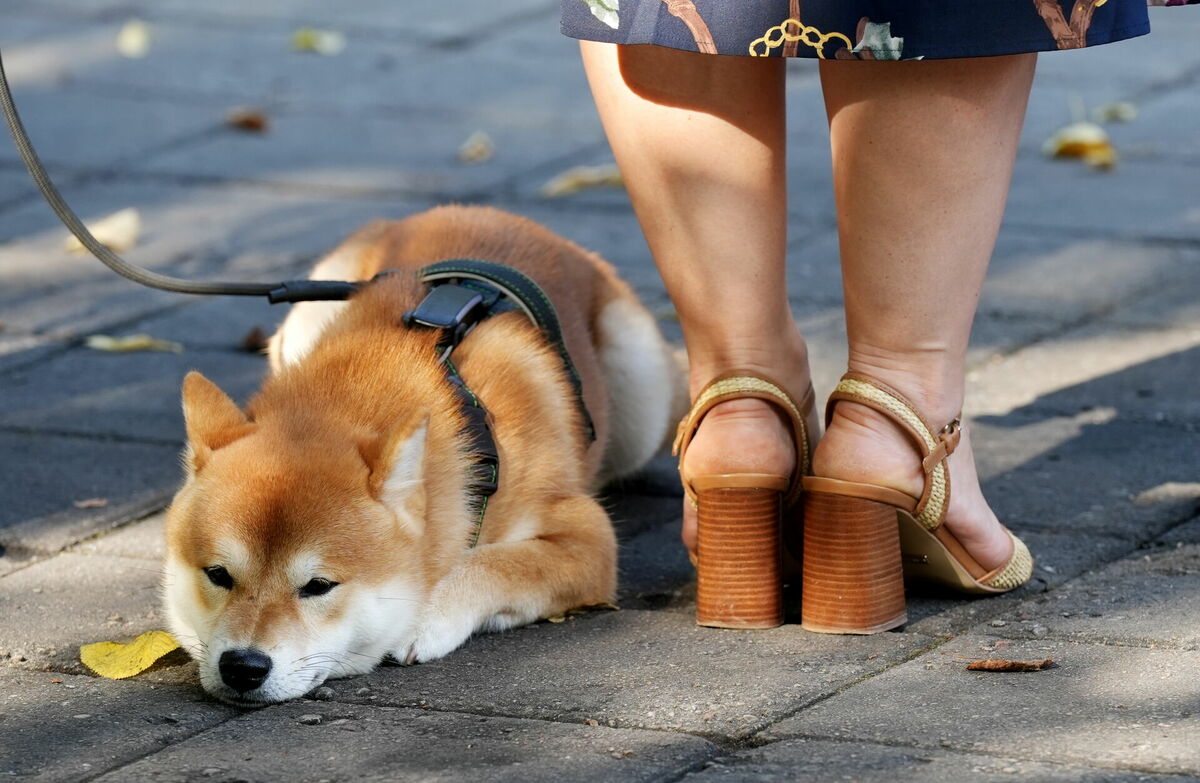 Suns. Foto: Evija Trifanova/LETA