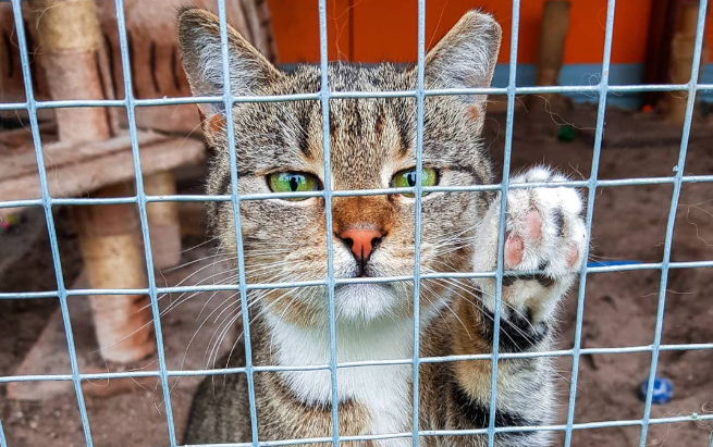 Foto: DzAB Ķepu Ķepā