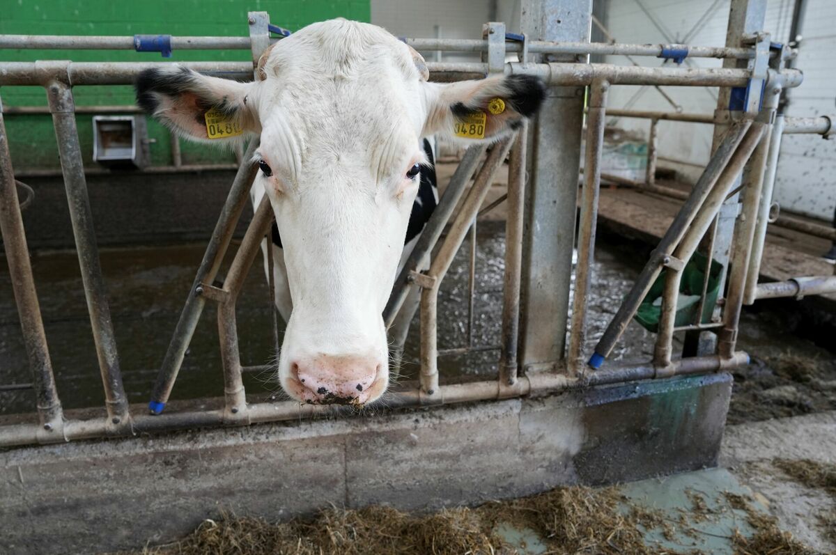 Govs, ilustratīvs attēls. Foto: LETA