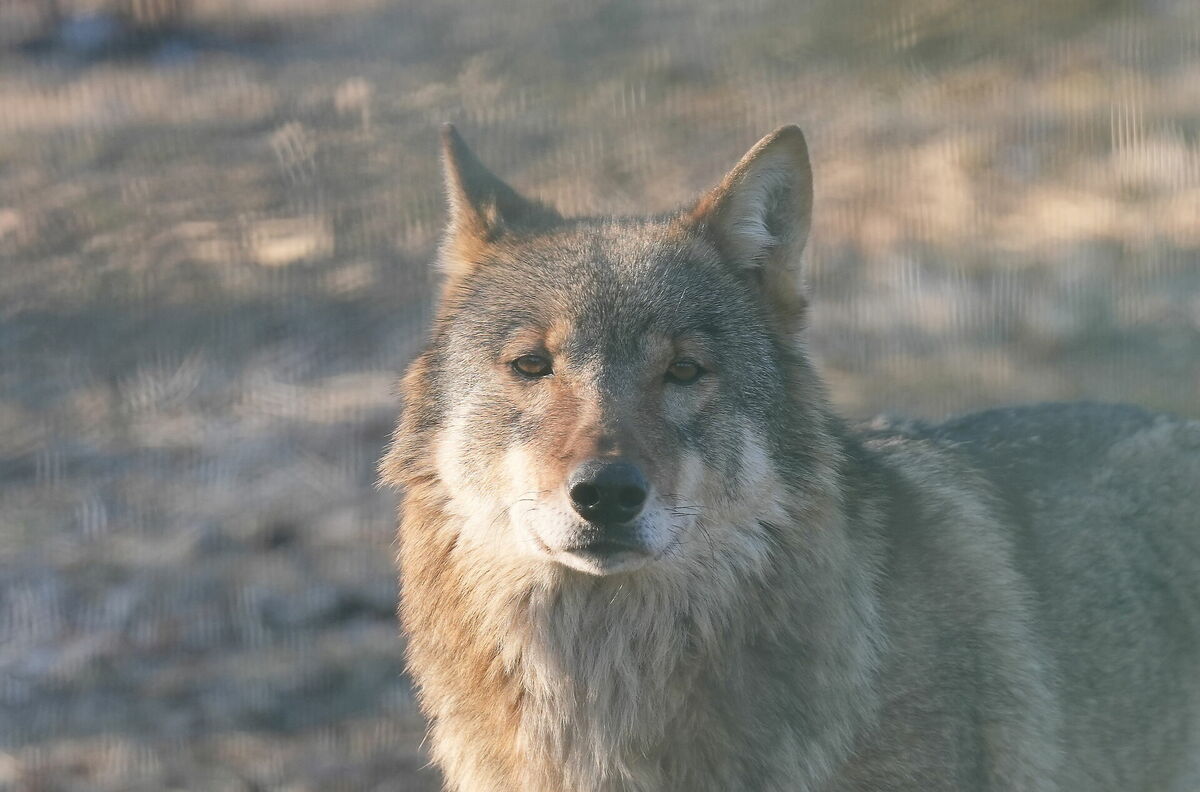 Foto: Evija Trifanova/ LETA