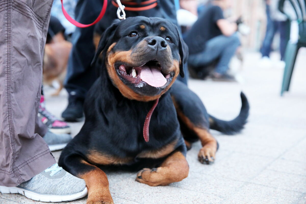 Suns. Ilustratīvs attēls. Foto: LETA