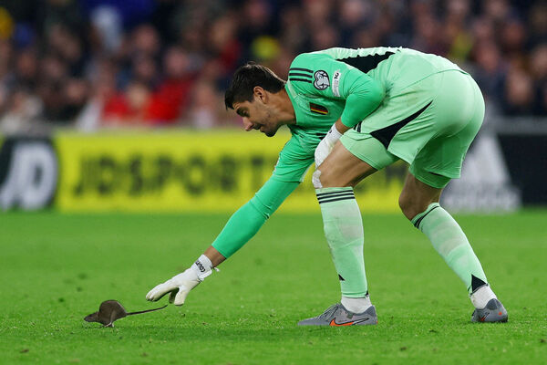 Tibo Kurtuā ķer žurku. Foto: Reuters/Matthew Childs/Scanpix