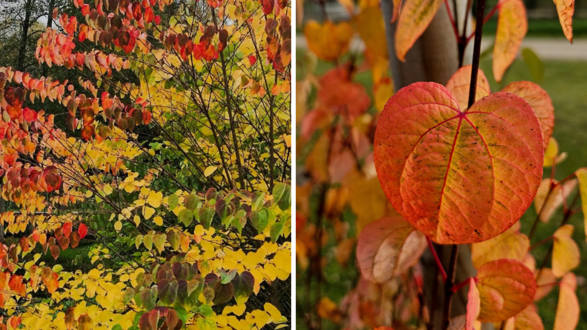 Cukurvates koks. Foto: Latvijas Valsts meži