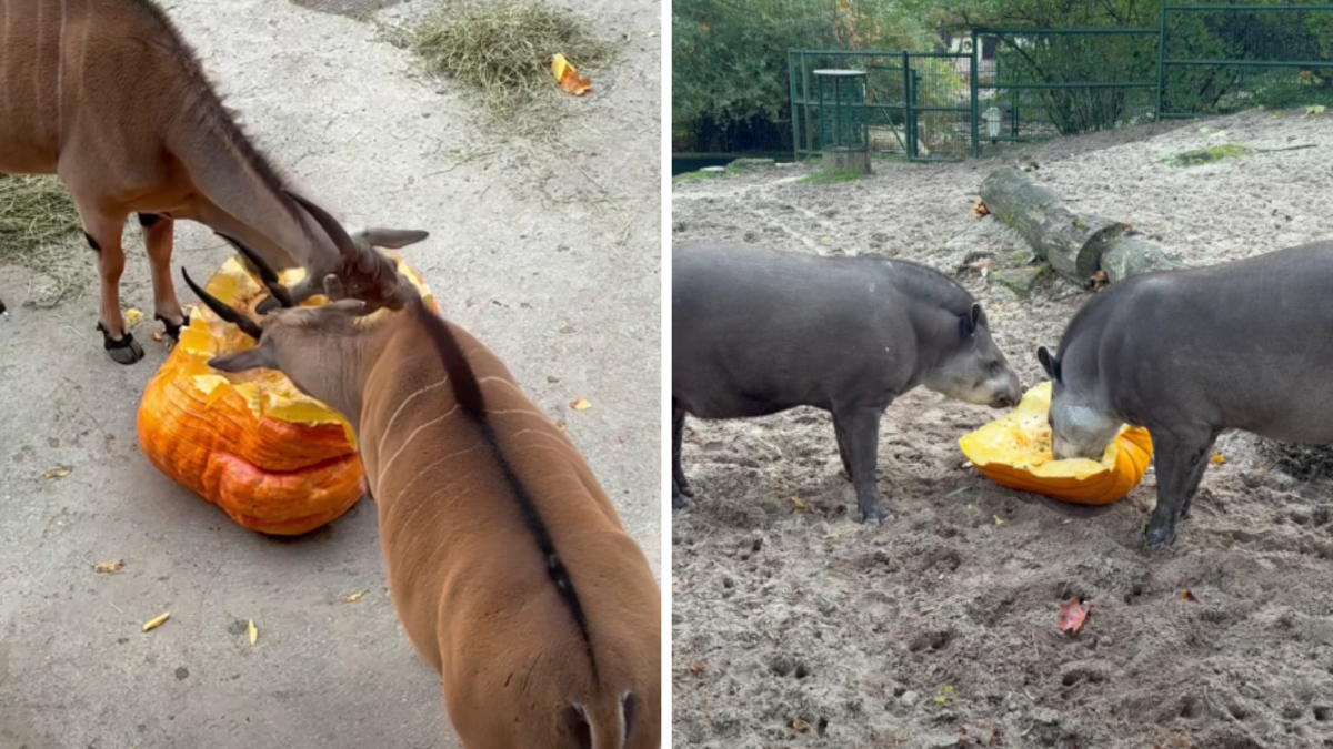 Foto: Rīgas Zoodārzs/Facebook