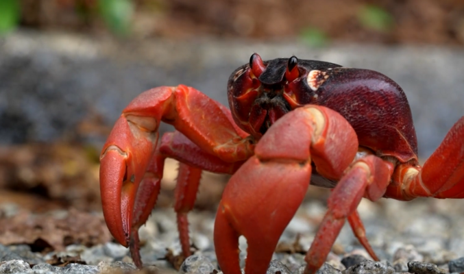 Foto: Ekrānuzņēmums no video