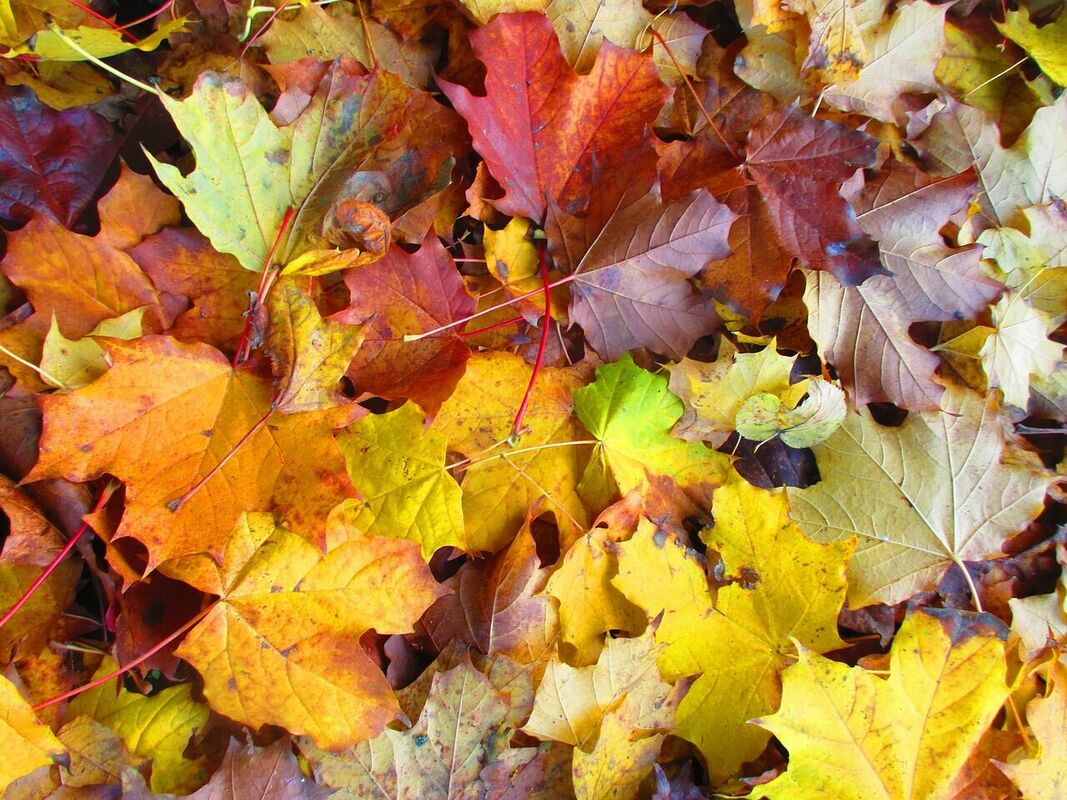 Foto: Pixabay