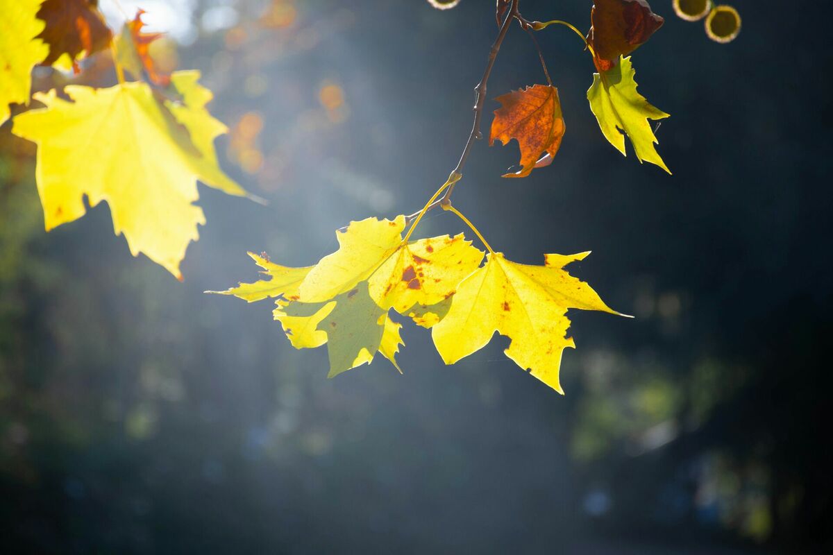 Foto: Unsplash
