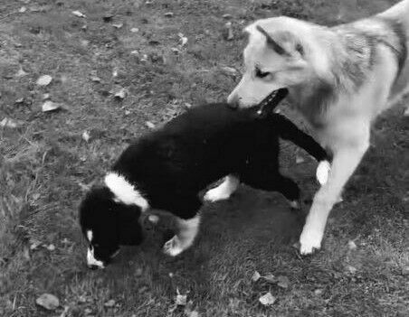 Modra Konovalova suņi. Foto: @modra.olas/Instagram