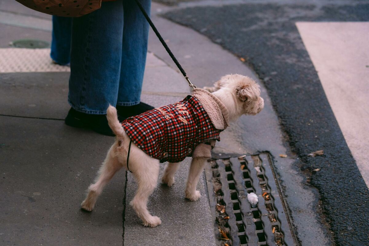 Foto: Mathias Reding, Pexels.com