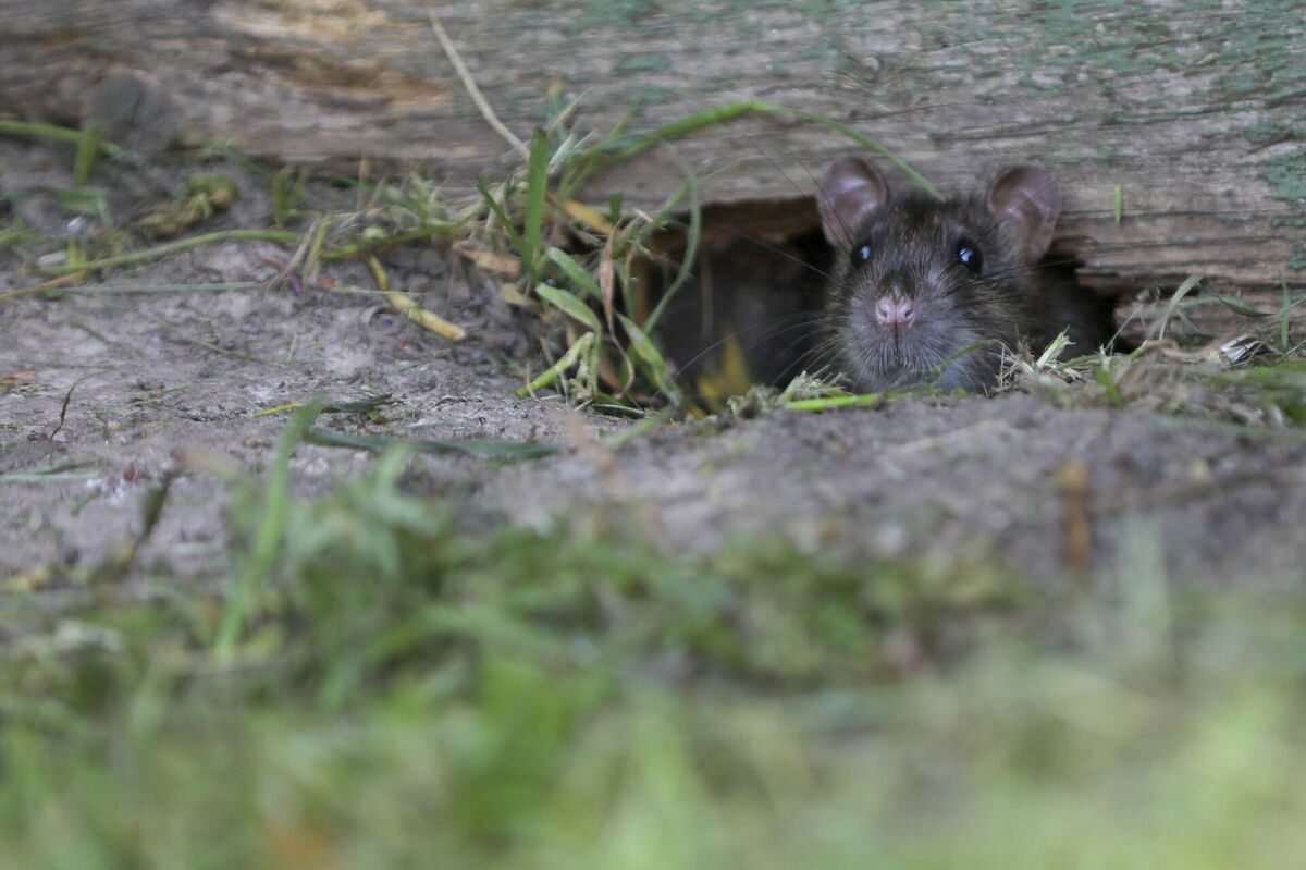 Žurka. Foto: Evija Trifanova/LETA