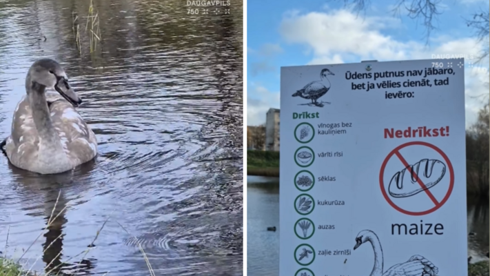 Foto: Daugavpils Komunālās saimniecības pārvalde