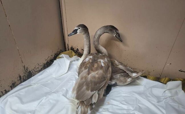 Foto: Daugavpils Komunālās saimniecības pārvalde