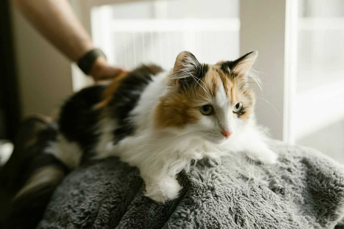 Foto: RDNE Stock project, Pexels.com