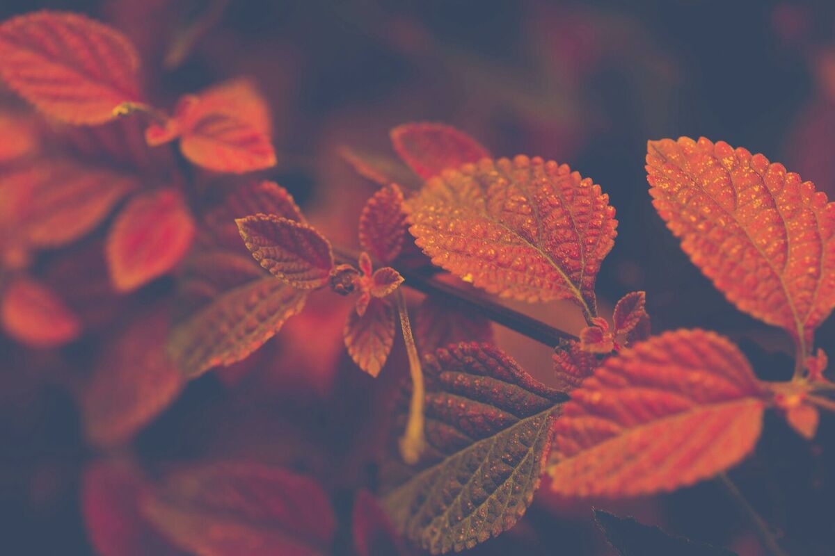 Foto: Pexels