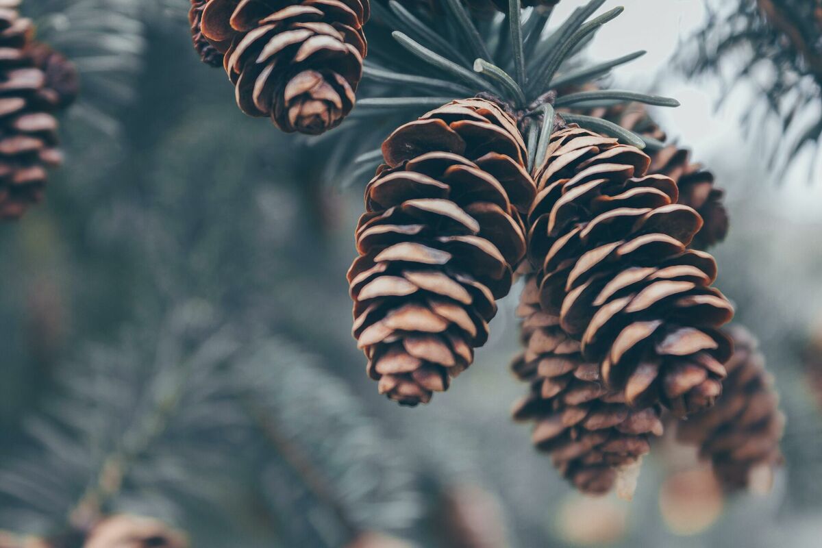 Foto: Pexels