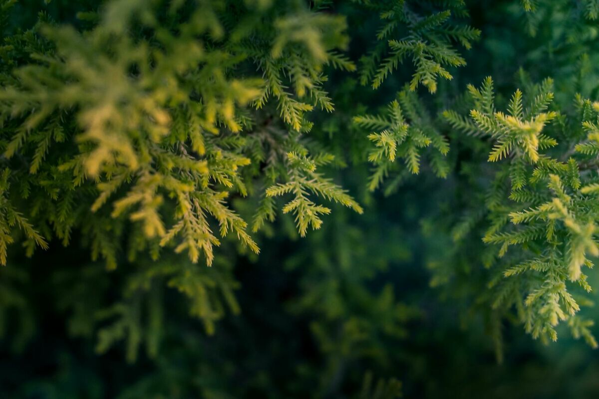 Foto: Pexels