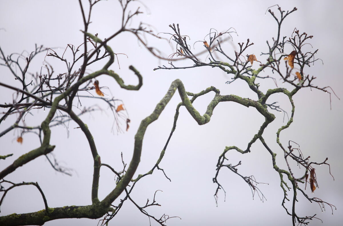 Foto: Paula Čurkste/LETA