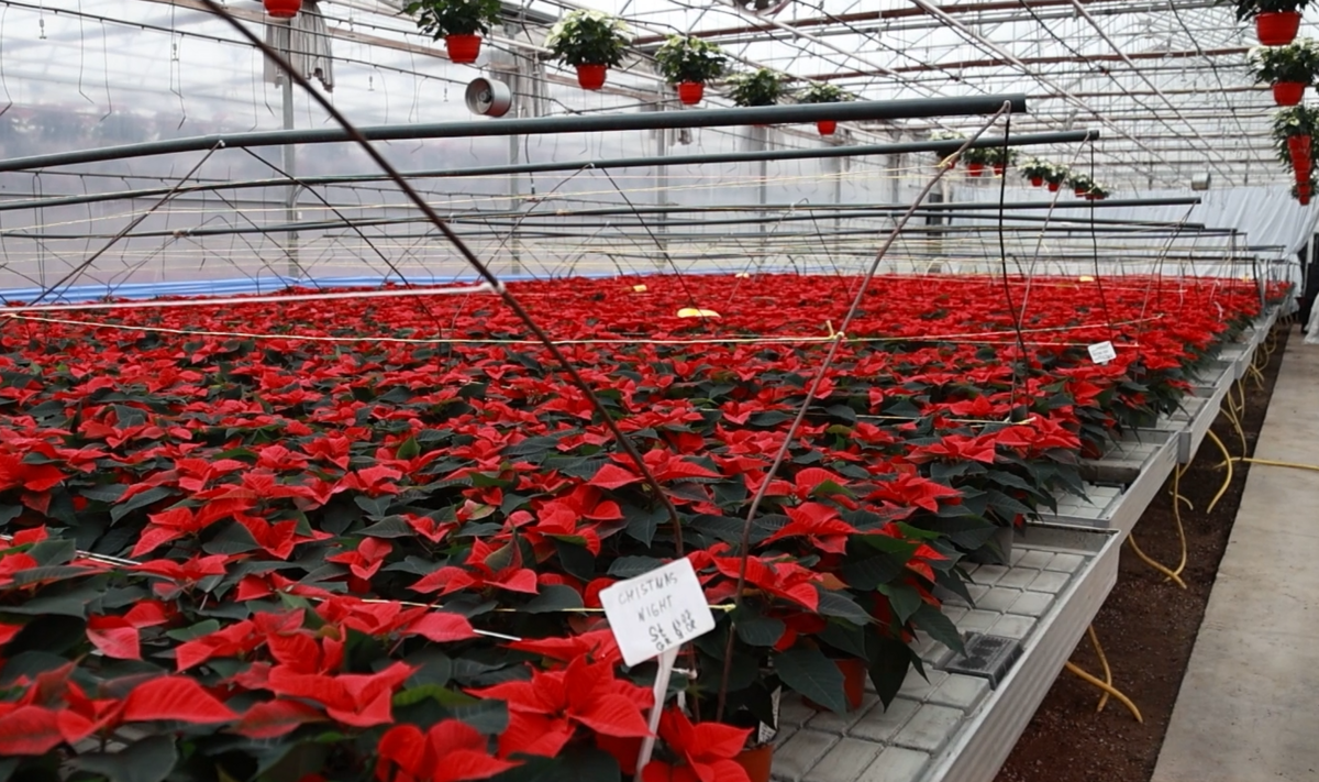 Foto: Ekrānuzņēmums no 360 Ziņas