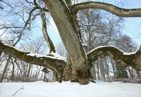 Foto: Dainis Kārkluvalks