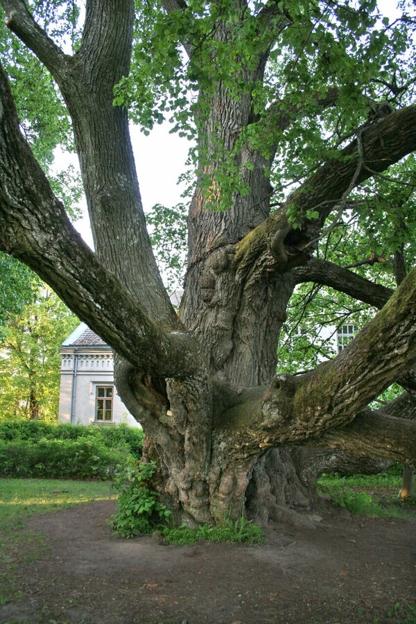 Foto: Dainis Kārkluvalks