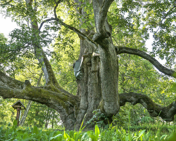 Foto: Dainis Kārkluvalks