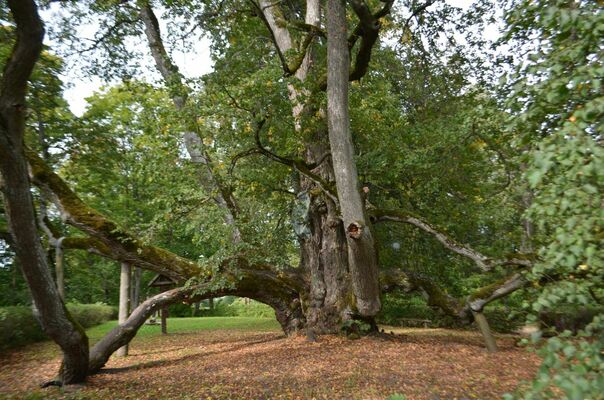 Foto: Dainis Kārkluvalks