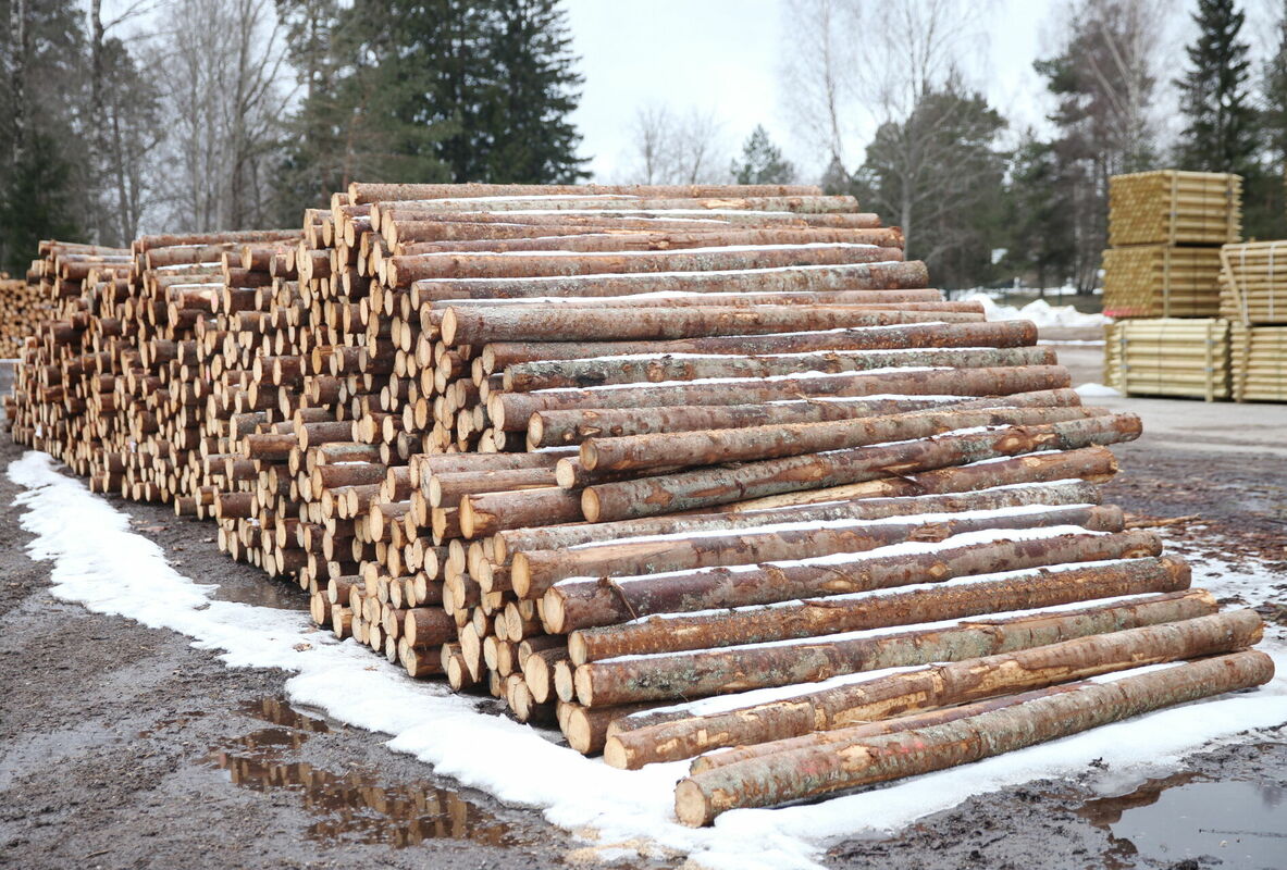 Baļķi, ilustratīvs attēls. Foto: LETA