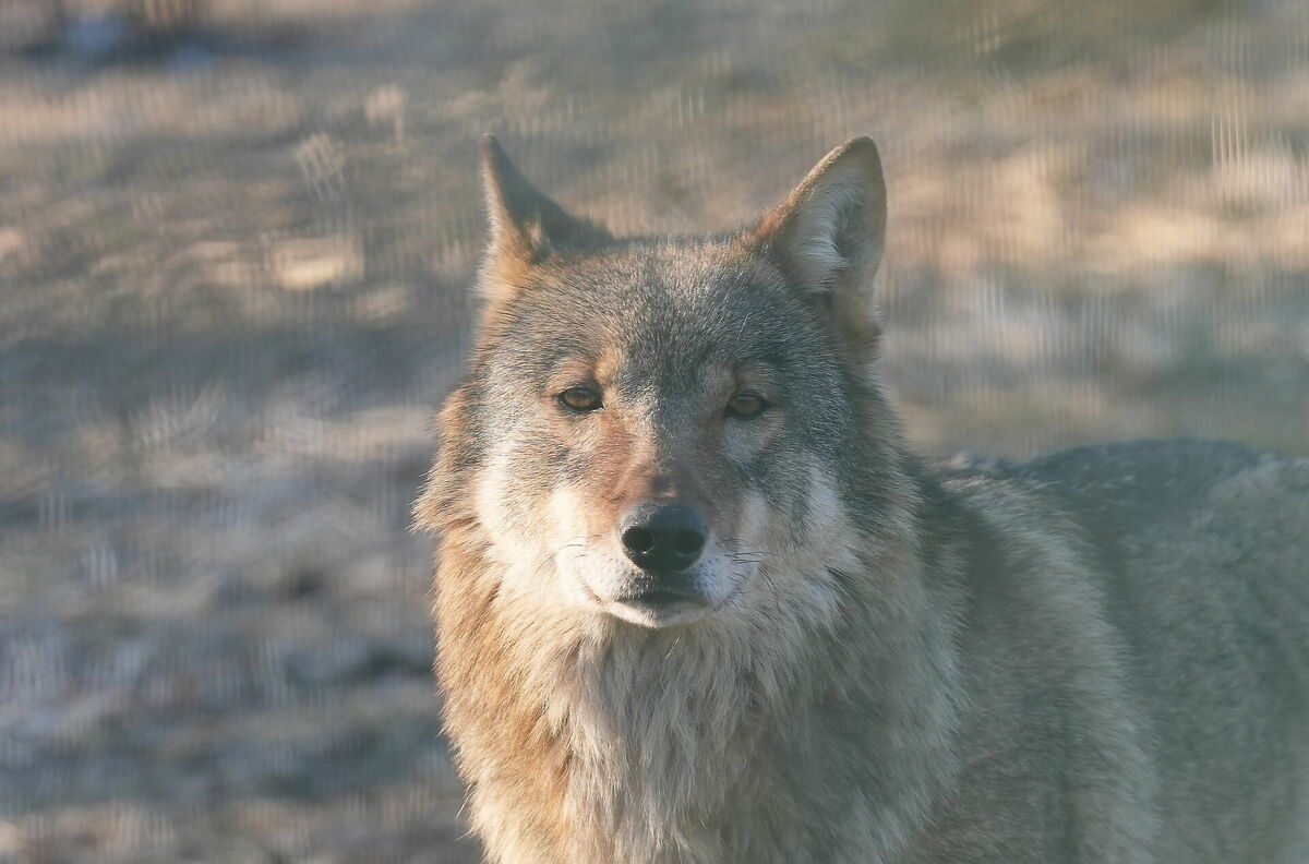 Pelēkais vilks. Foto: Evija Trifanova / LETA