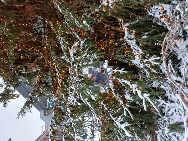 Rīgas galvenā egle Rātslaukumā. Foto: 360 Ziņas