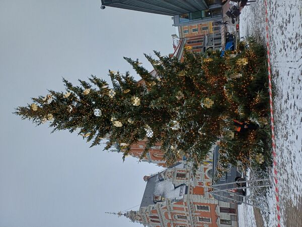 Rīgas galvenā egle Rātslaukumā. Foto: 360 Ziņas