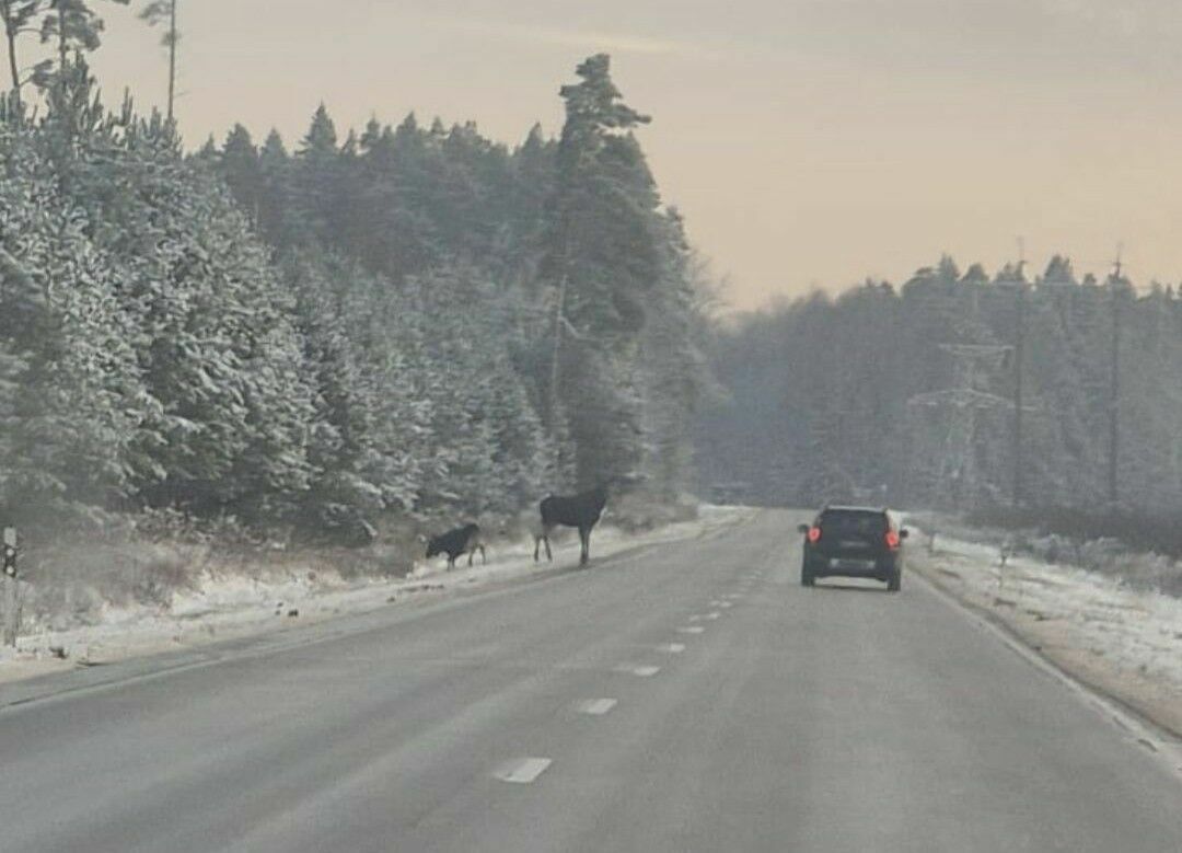 Foto: Типичный Плаканциемс / Jāņupe/Facebook